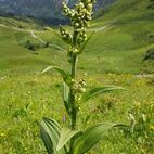 Veratrum album (weißer Germer) Kleinwalsertal
