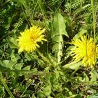 Taraxacum officinale (Löwenzahn)