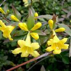 Gelsemium (Wilder Jasmin)