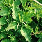 Urtica urens (große Brenn-nessel)