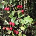 Crataegus oxyacantha (Weißdorn)