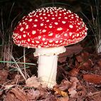 Agaricus (Fliegenpilz)