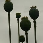 Opium Papaver somniferum (Schlafmohn)