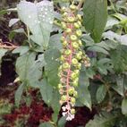 Phytolacca americana (Kermesbeere)