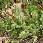 Lycopodium (Bärlapp)