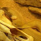 Crotalus horridus (Klapperschlange)