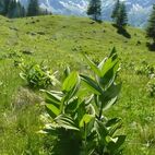 Veratrum album (Weißer Germer)