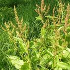 Rumex crispus (Krauser Ampfer)