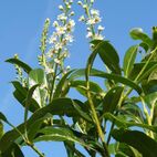 Laurocerasus prunus (Kirschlorbeer)