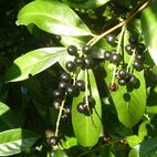 Laurocerasus (Kirschlorbeer)