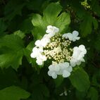 Viburnum oppulus (Schneeball)