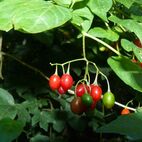 Dulcamara (bittersüßer Nachtschatten)