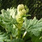 Rheum palmatum (Rhabarber)