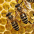 Apis-mellifica-Honigbiene.jpg anzeigen