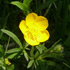 Ranunculus-bulbosus-Hahnenf.jpg anzeigen