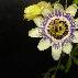 passiflora_incarnata-_passionsblume.jpg anzeigen