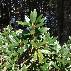 rhododendron-foto_web.jpg anzeigen